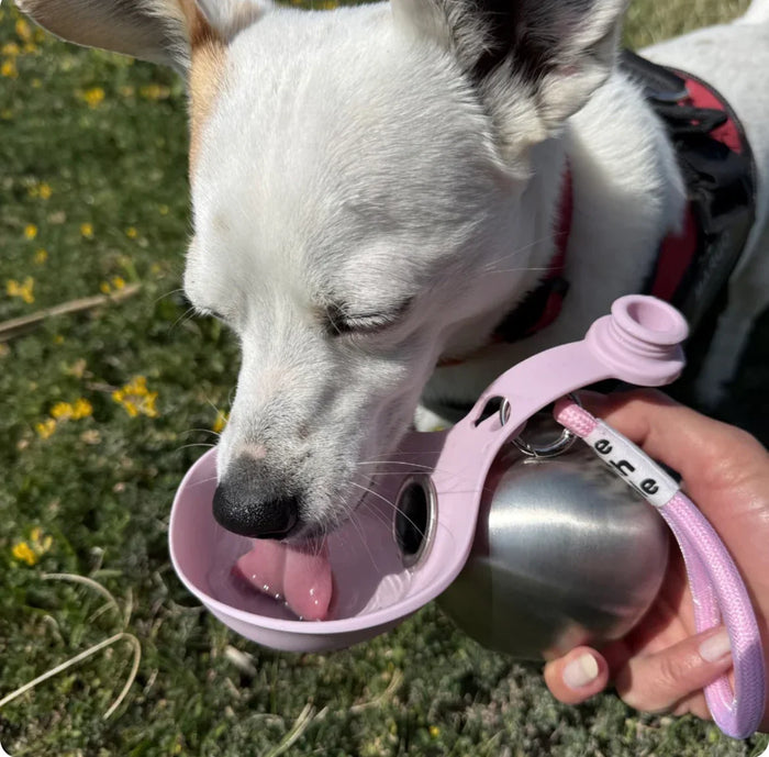 Dog Water Ball